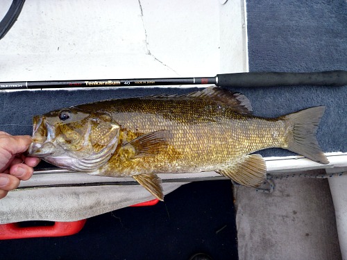 Smallmouth bass alongside TenkaraBum 40 tenkara rod