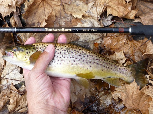 Angler holding brown trout alongside TenkaraBum 36 tenkara rod