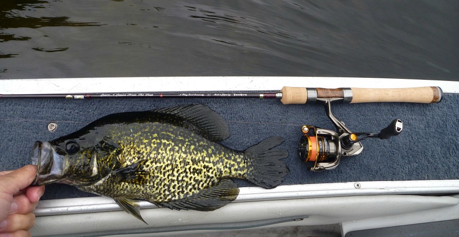 Black crappie and Tenryu Rayz Alter