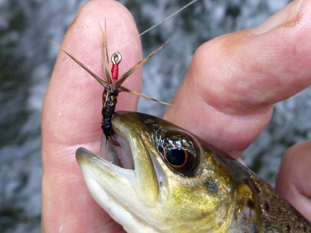 Small brown trout with Tenryu Kebari in its mouth