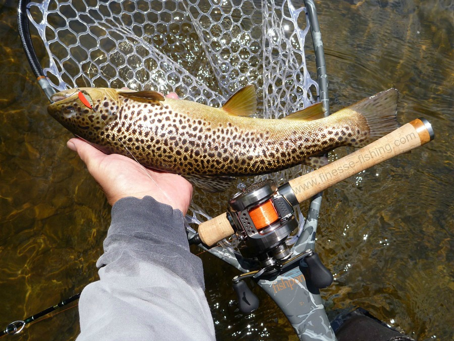 Large brown trout caught with baitcaster.