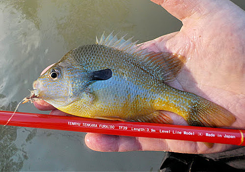 Palm-sized redbreast sunfish and Tenryu Furaibo TF39 tenkara rod.