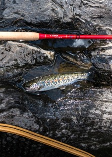 Small redband rainbos caught with Tenryu Furaibo TF39 tenkara rod