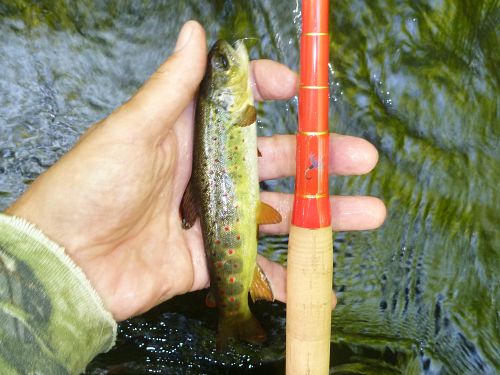 Angler holding small trout and TEnryu Furaibo TF39TA tenkara rod.