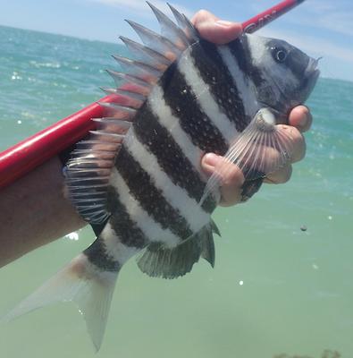 Sheepshead at John's Pass