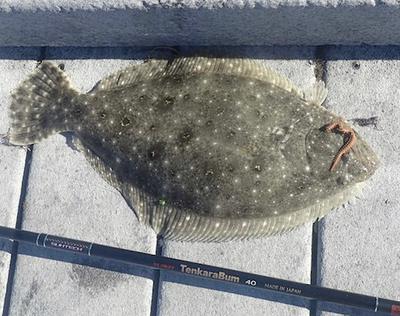 Atlantic Flounder