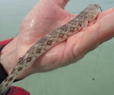 Inshore Lizard Fish