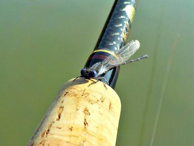 This Damselfly really liked my Nissin Zerosum 360.