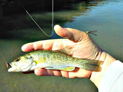 This blue Damselfly appears to be eyeballing the Prince Nymph that I used to catch a little bass.