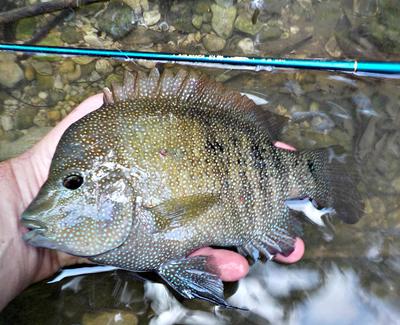 This big Texas cichlid was caught on the Air Stage 240.