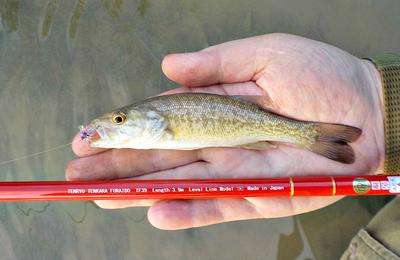 Beautiful Little Guadalupe Bass and the Tenryu Furaibo TF39