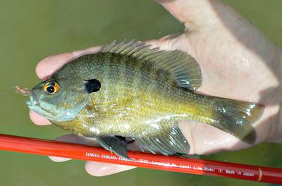 The Tenryu Furaibo TF39 works great for panfish