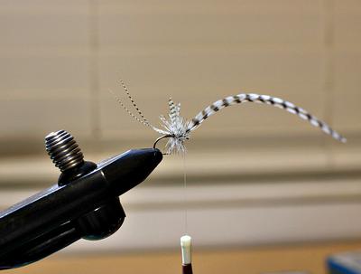 Tying in the dry fly hackle