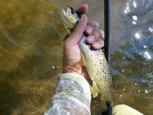 Angler holding brown trout and TenkaraBum 33 prototype.