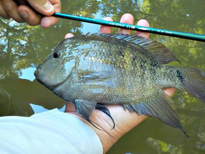 The Super-light Nissin Air Stage Hakubai and a Big Cichlid