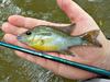 Little Red Breast Sunfish, Nissin Air Stage Hakubai 240, and Reaper Midge