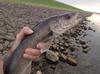 First Walleye