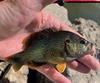 Green Sunfish