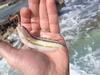 Slippery Dick, always a conversation starter