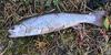 Brook Trout for Lunch