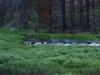 Bear Creek Beaver Pond