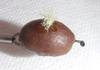 Coffee Bean Fly - Top