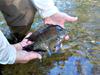 Robin Pulled this Cichlid out of Cibolo Creek