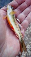 Prespawn Redband