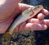 Creek Chubs are never wrong