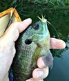 Poppin' for Bluegill