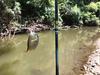 First fish, a bull Long Ear Sunfish