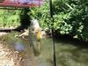 Green Sunfish