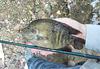 Unlikely Trio: Texas Cichlid, Nissin Air Stage Hakubai 240, Size 14 Yellow Humpy