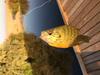 Smaller Sunfish