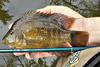 A cichlid this size will push the Nissin Air Stage Hakubai 240 to its limit.