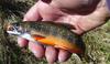 Beautiful Brook Trout