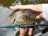 This fat cichlid slammed the Black Thread-and-Hen on the Nissin Air Stage Hakubai 240.
