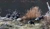Wild Turkeys on the South Fork