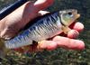 Mature Striped Shiner