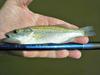 This little bass was taken in a freshly flooded creek.