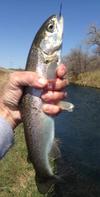 Kansas Trout