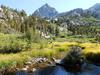 Meadow creek where Goldens grow.