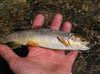 Young Brown from tiny Walker Creek.