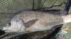 Freshwater Drum