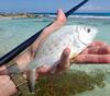 Yellowfin Mojara