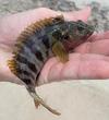 Banded Jawfish