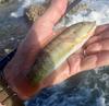 Slippery Dick