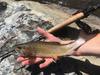 A nice brookie caught by Will