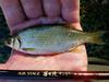 Golden Shiner