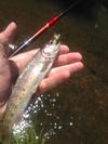My first dry fly trout